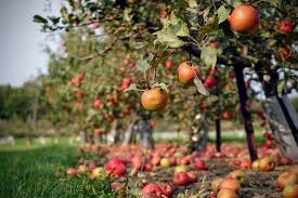 Apple Harvest Adventures in the Smokies ...