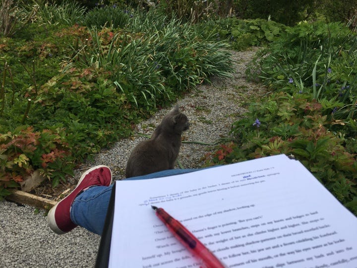 A pen resting on a printed manuscript, and beyond it, a cat sitting patiently on a path