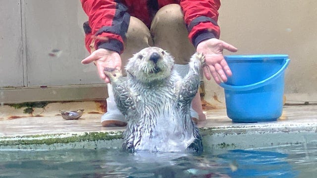 r/Sea_otters - Mei is just doing her morning stretches