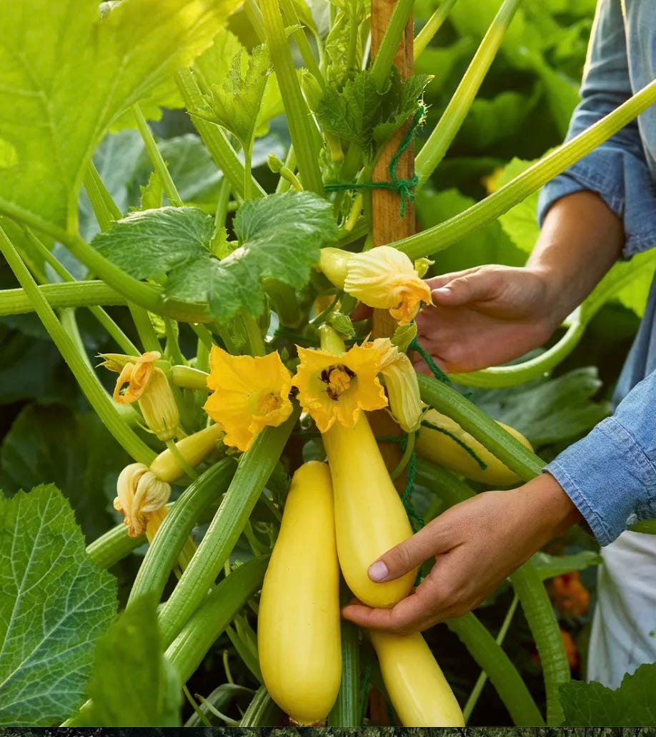 A hand gently cupping a yellow summer squash