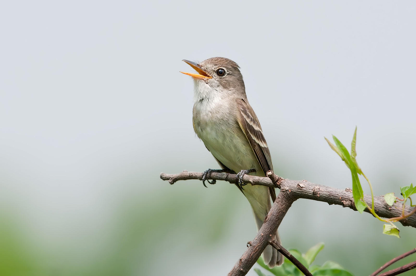 Home is a Healthy River for Southwestern Willow Flycatchers | Audubon  Southwest
