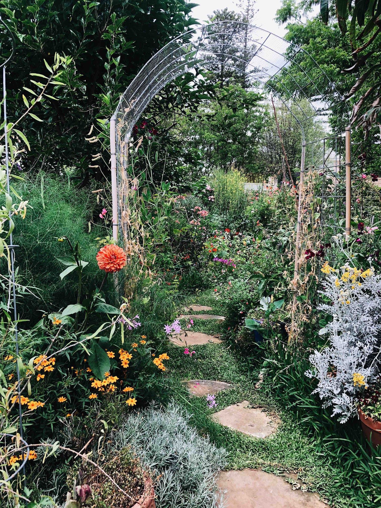 Flowers and shrubs under the mulberry tree