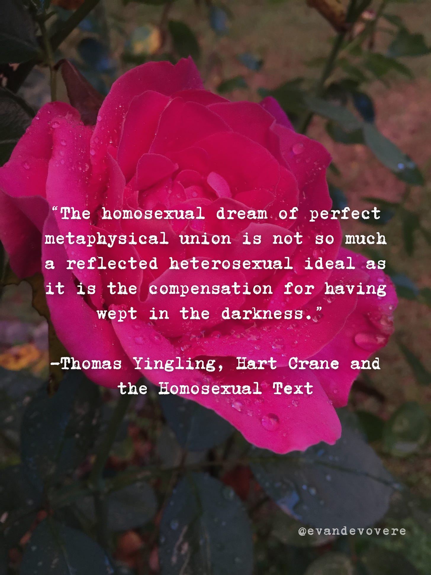 Image of a vibrant pink rose in golden hour light just after a summer rain. Text overlay on image says “The homosexual dream of perfect metaphysical union is not so much a reflected heterosexual ideal as it is the compensation for having wept in the darkness.” -Thomas Yingling