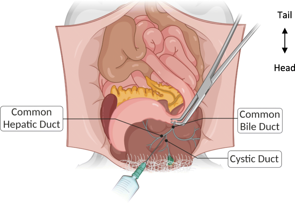 A Practical Guide to Rodent Islet Isolation and Assessment Revisited |  Biological Procedures Online | Full Text