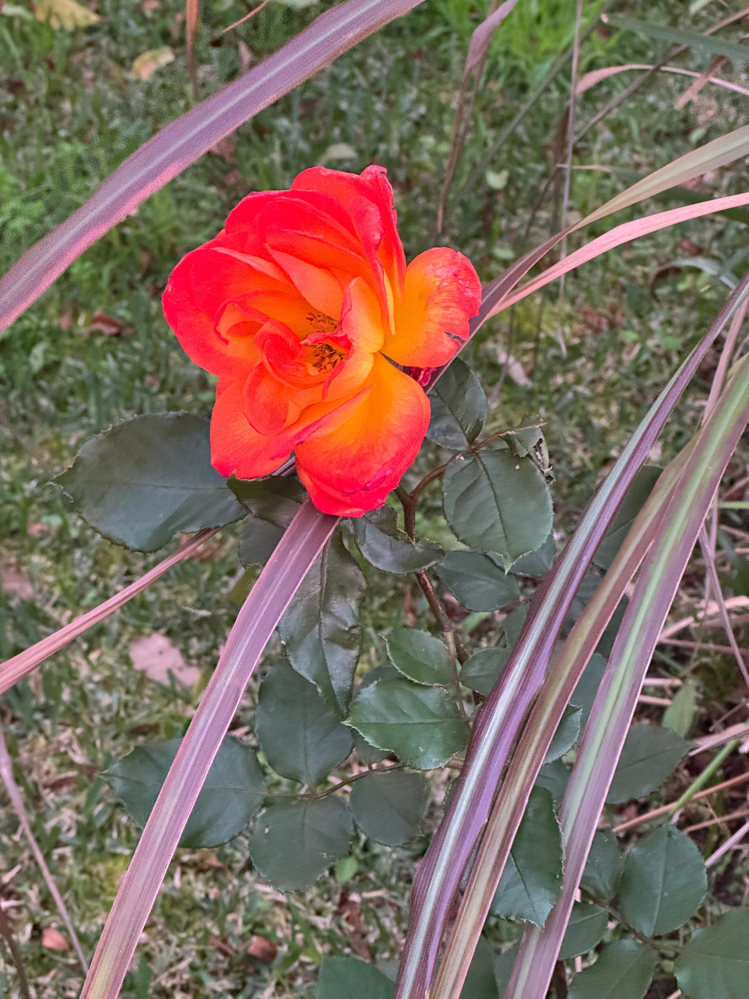 Bright pink and orange rose.