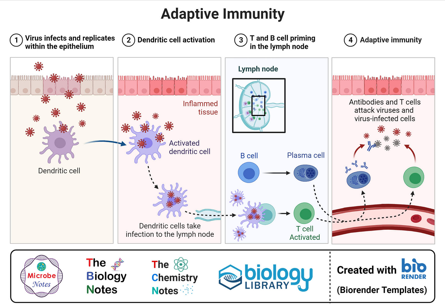 Dendritic Cells- Definition, Structure, Immunity, Types, Functions