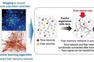 Detecting learning-dependent changes in neural networks to understand how memory is made in the prefrontal region of the brain