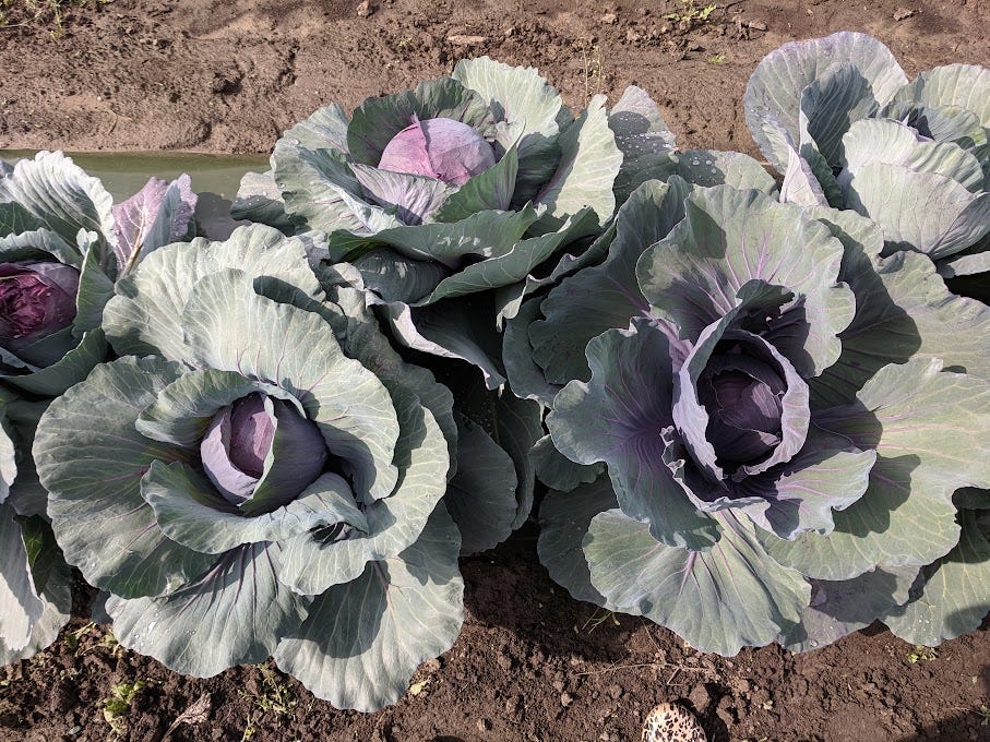 giant purple cabbages growing on a farm