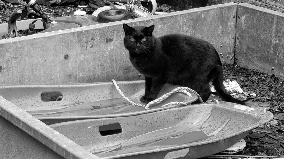 A black cat standing with two feet in a water-filled sled, looking at the camera
