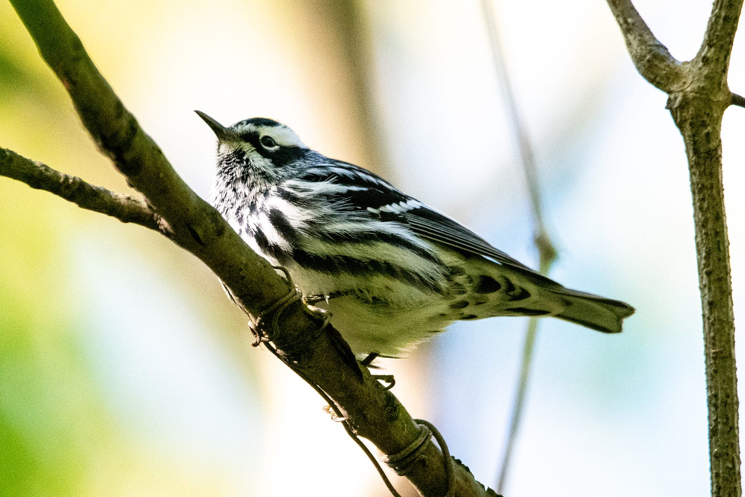 A black-and-white warbler perched on a bare branch