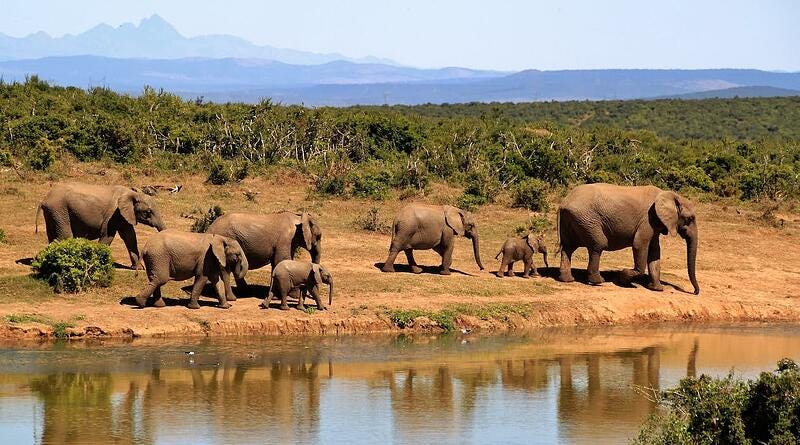 elephant-herd-of-elephants-african-bush-elephant-africa-59989