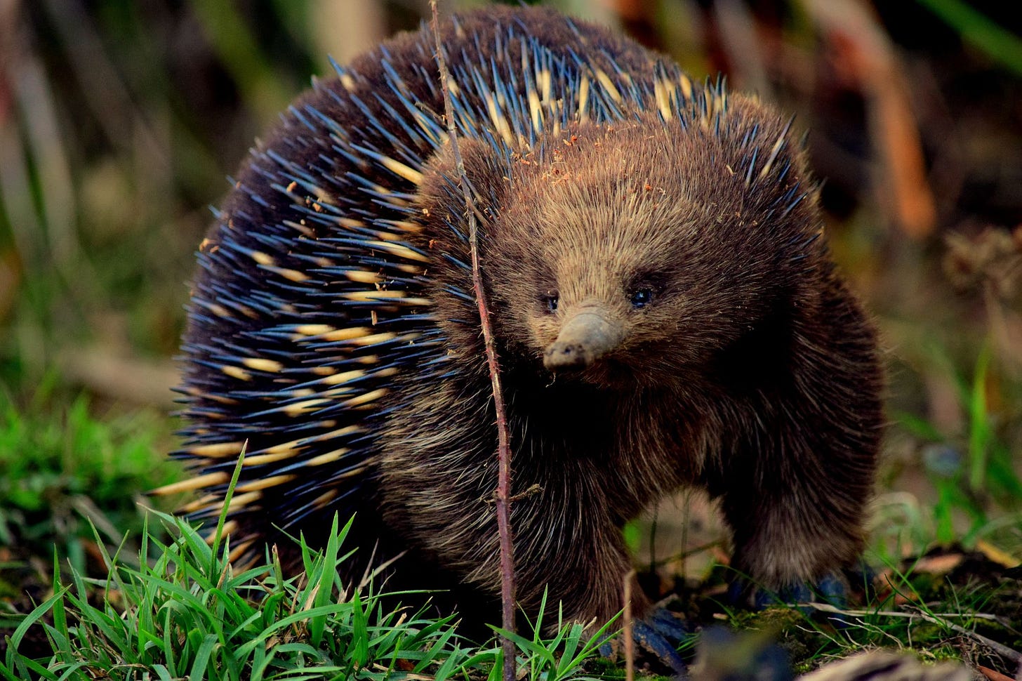 photo of echidna via unsplash 