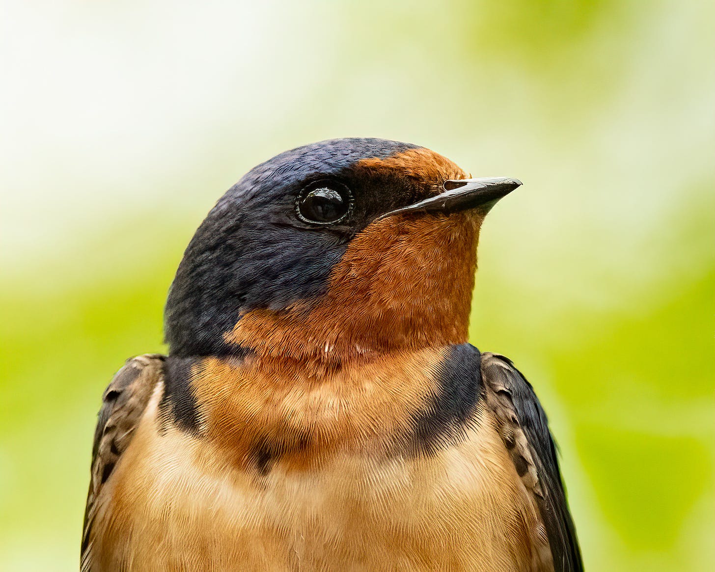 A barn swallow looks off to the side. In this close up image, you can really see its dark blue head.