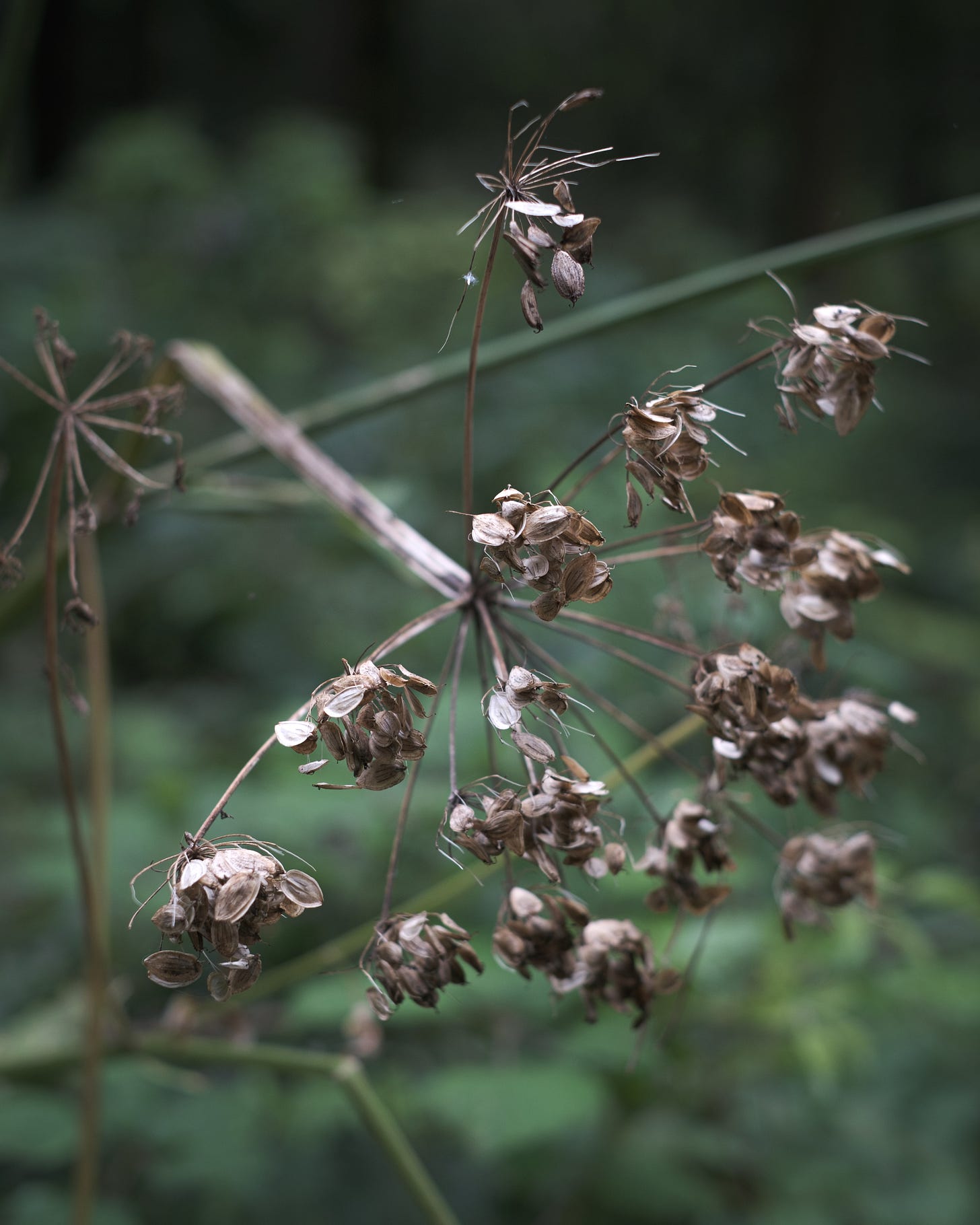 Umbellifer seed head in early autumn