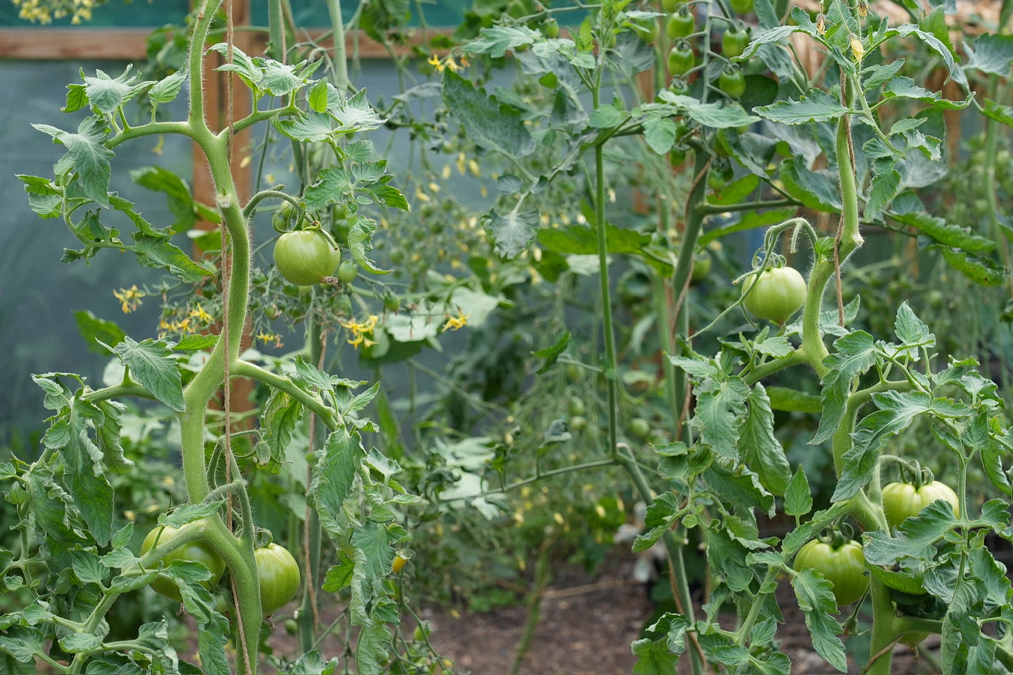 unripe tomatoes 