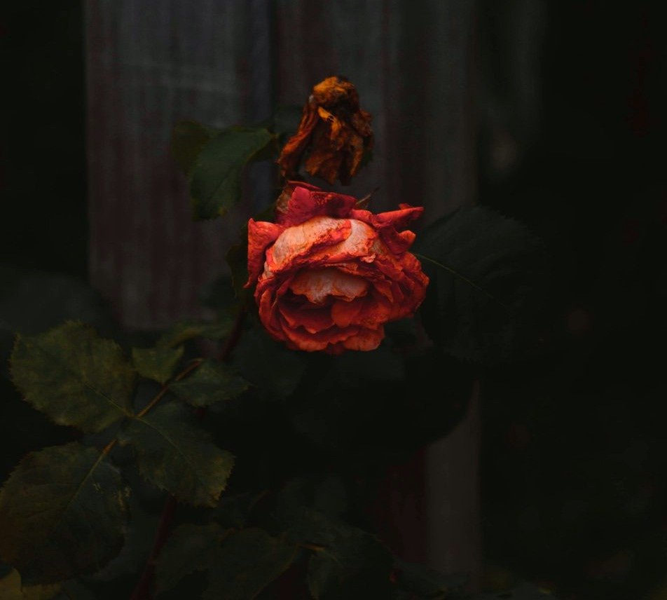 red rose shallow focus photography red rose shallow focus photography
