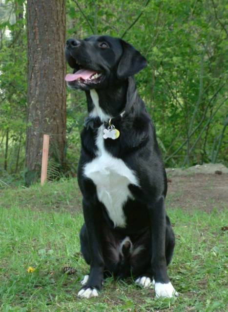 a handsome and slender black dog with a white strip on the underside of his neck, a white chest and belly, and four white paws, sitting attentively on a grassy lawn with trees in the background. He is smiling and looks very smart.