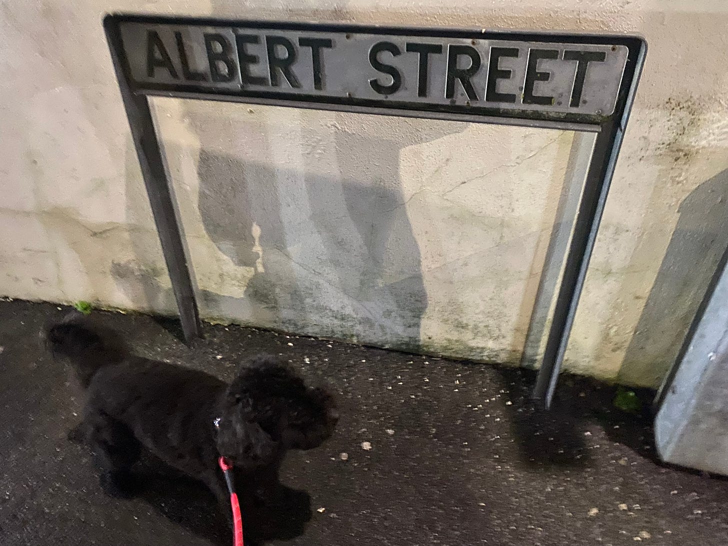 A street sign simply saying 'Albert Street', my dog on the pavement below