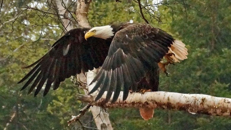 8 things to know about bald eagles | CBC News