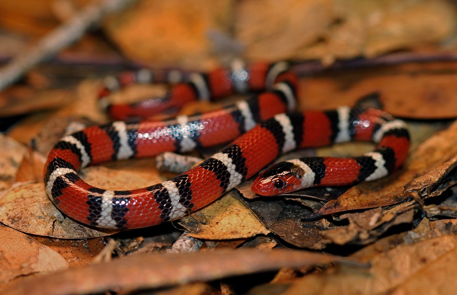 File:Scarlet King Snake (Lampropeltis elapsoides) (32391807822).jpg -  Wikimedia Commons