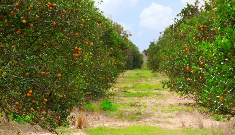 Photo of Orange Trees