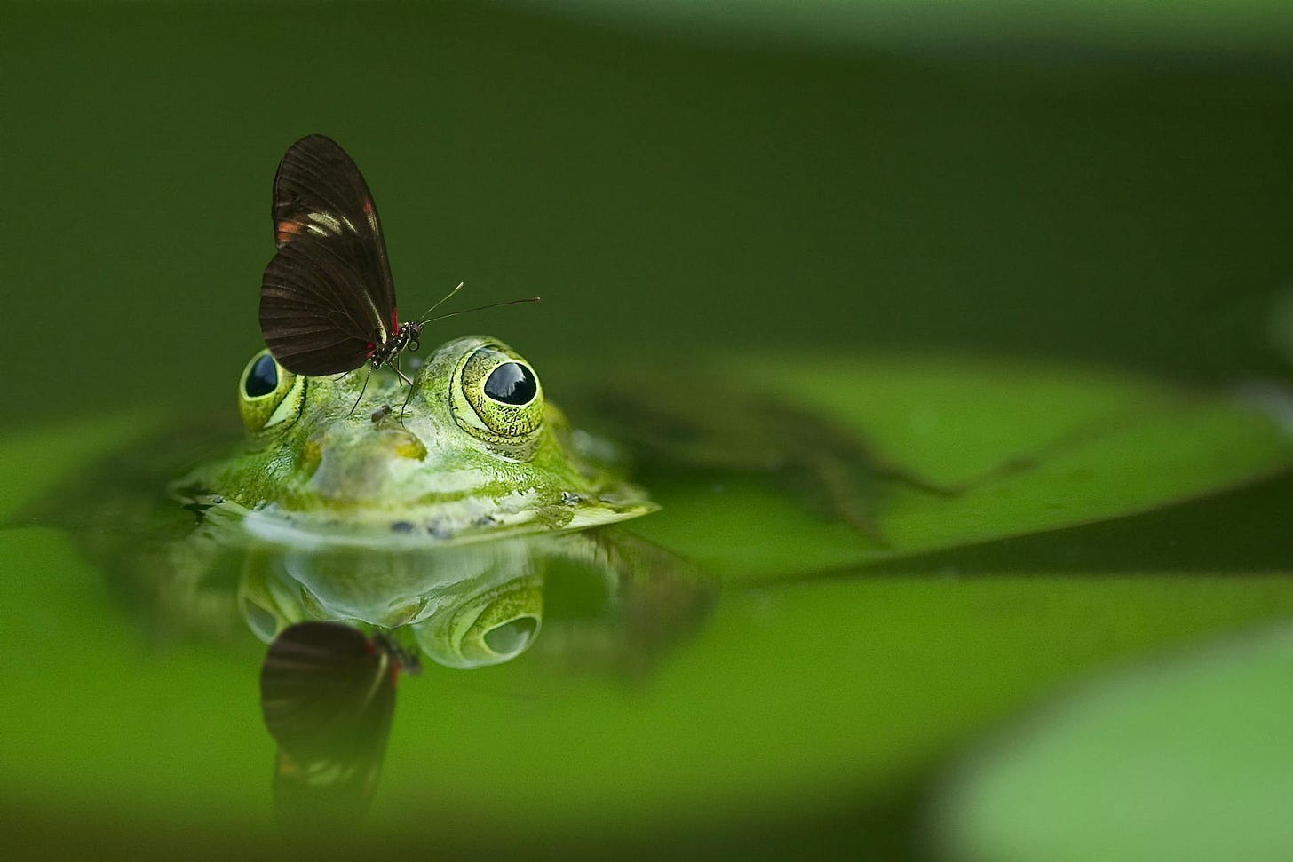 A frog with a butterfly resting on its head