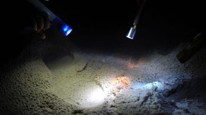 Flashlights put ghost crabs on 'pause'