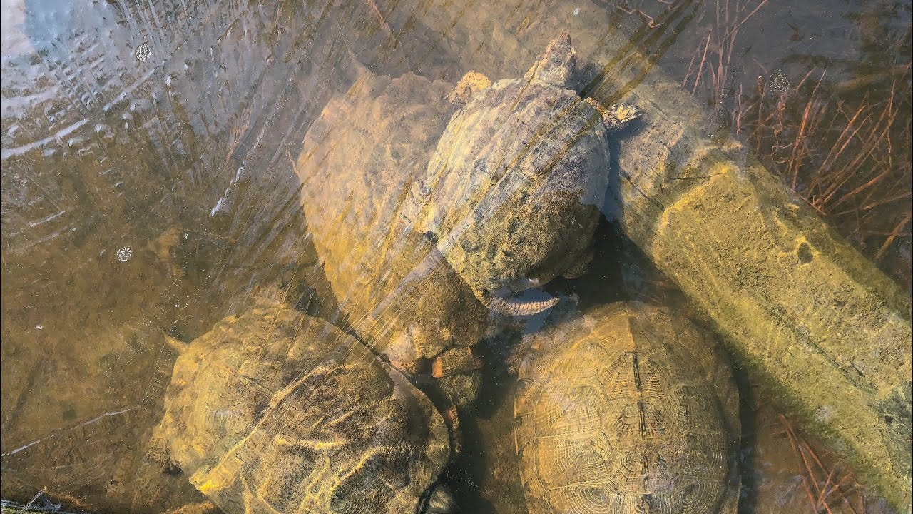 TURTLES UNDER ICE! (How? Why?) - YouTube
