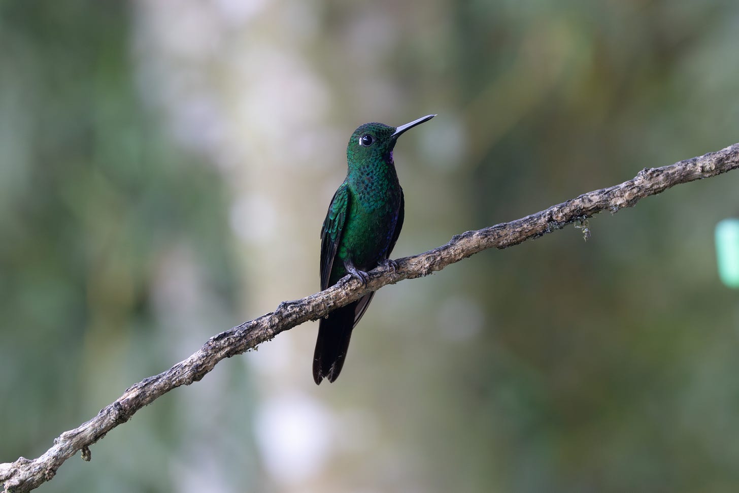 an all-green hummingbird (but like, really green) perched on a stick