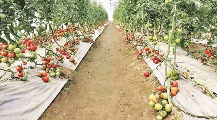 Punjab: Horticulture emerges as viable Plan B for marginal farmers | India  News - The Indian Express