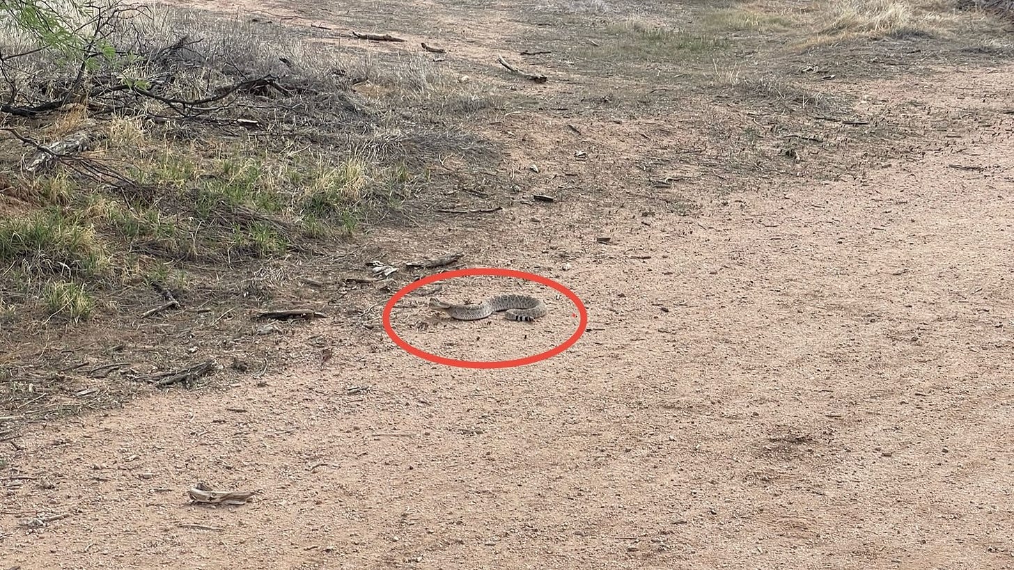 Snake
