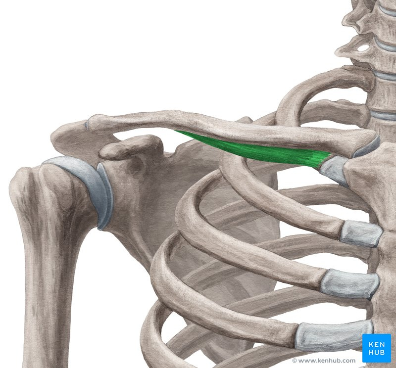 Subclavius muscle: Anatomy, innervation and function | Kenhub