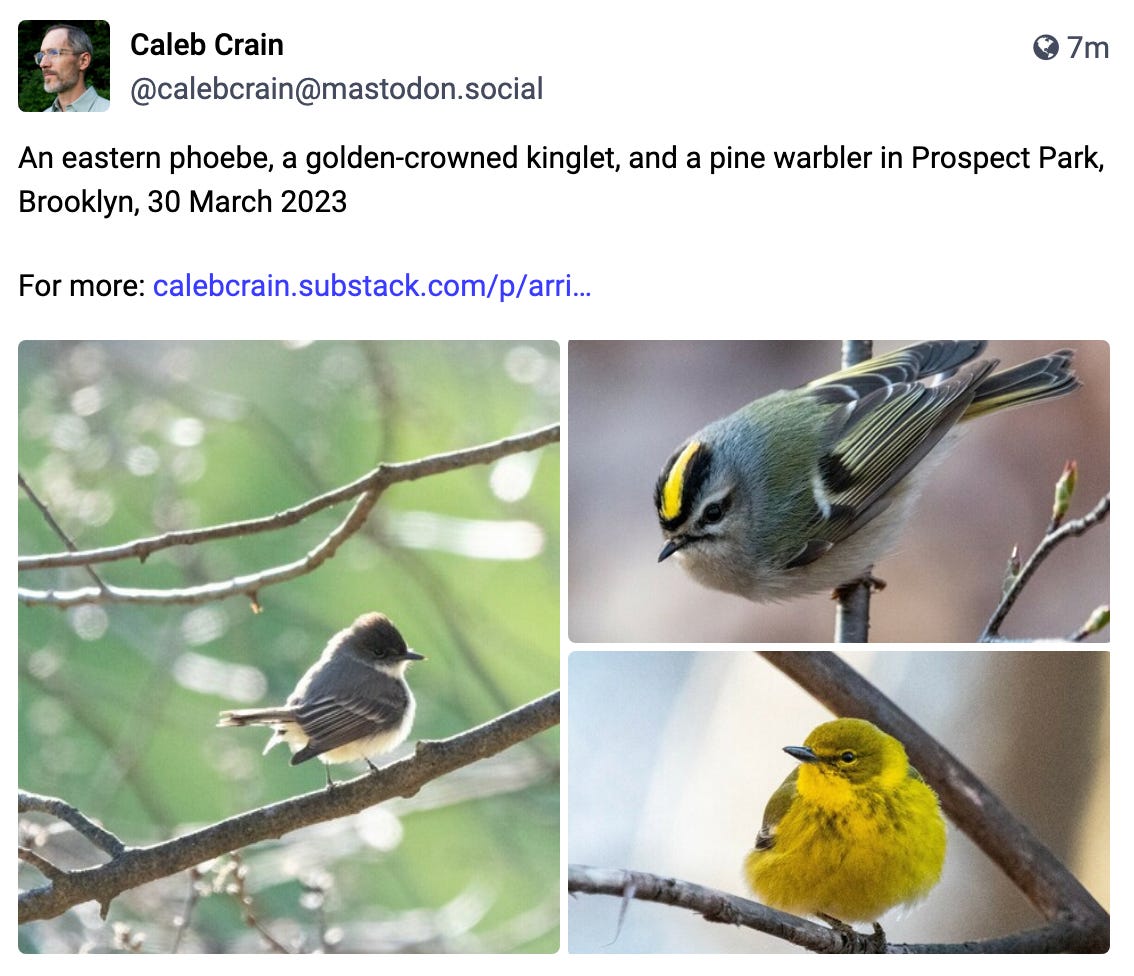 An eastern phoebe, a golden-crowned kinglet, and a pine warbler in Prospect Park, Brooklyn, 30 March 2023