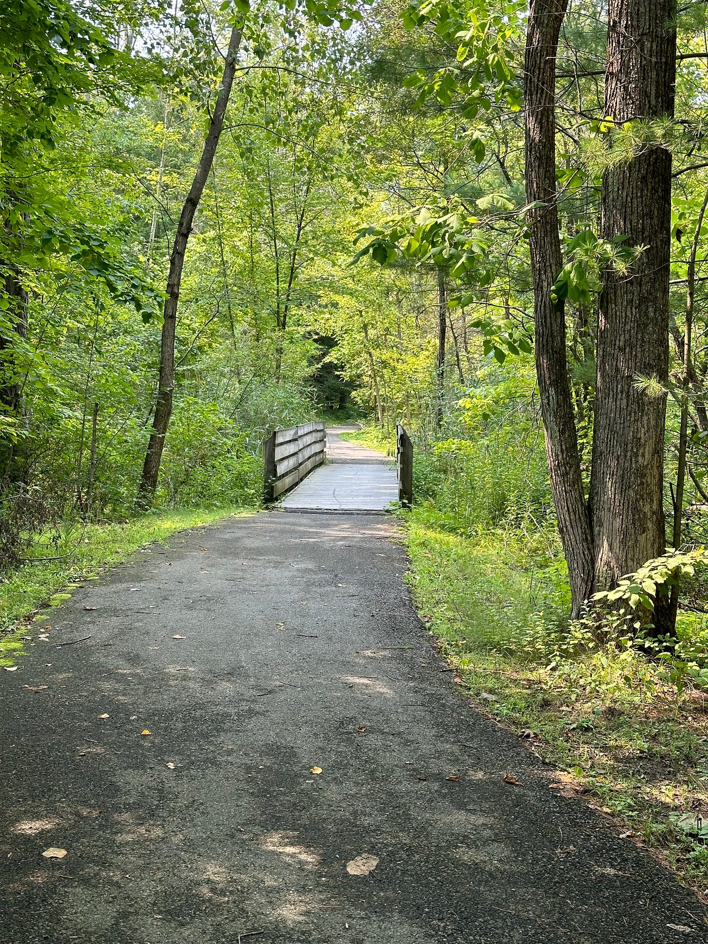 path in the woods