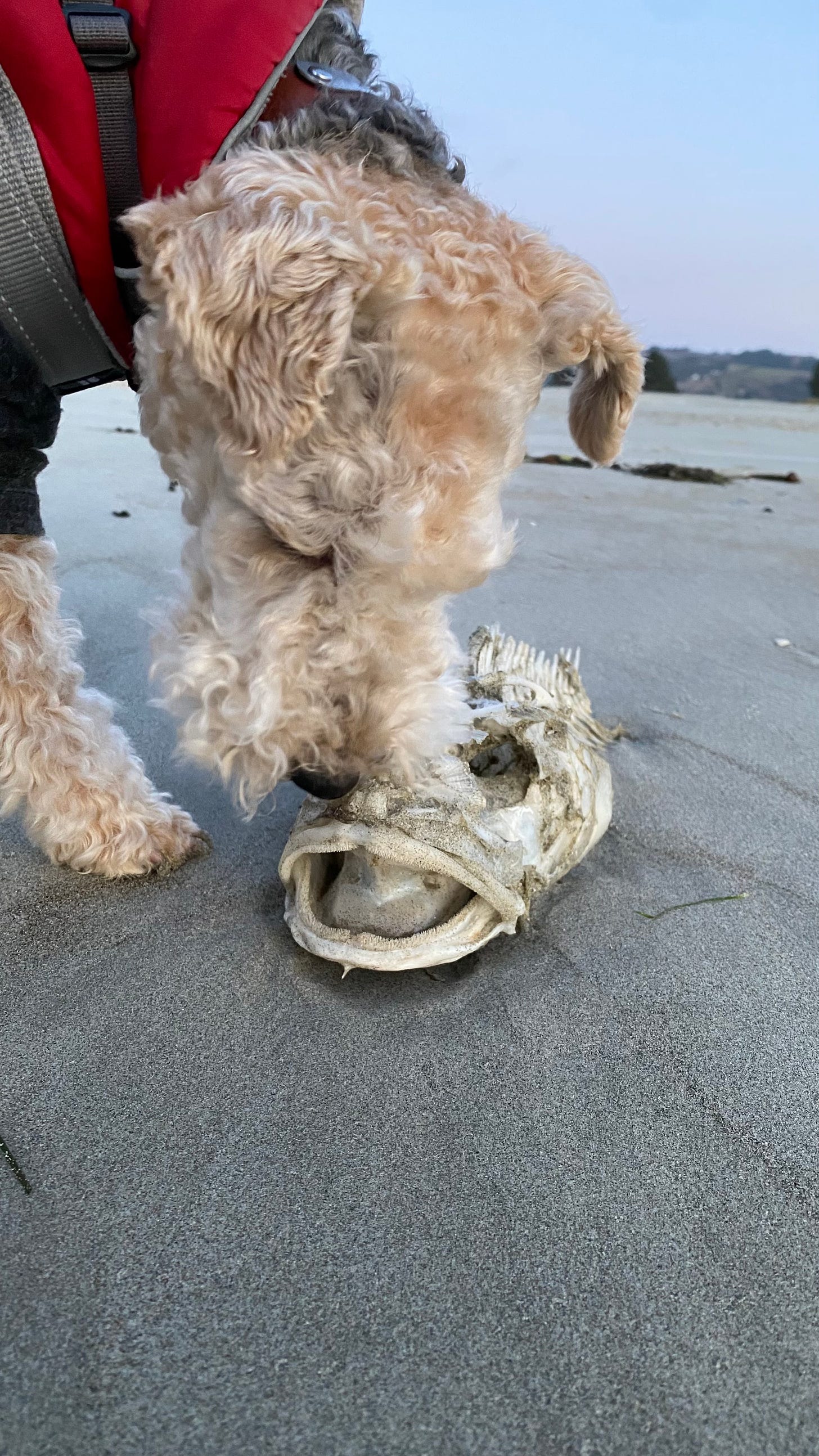 Nutmeg in close-up. The background is of a sandy beach. She is sniffing something — a fish skeleton with a big, open mouth.