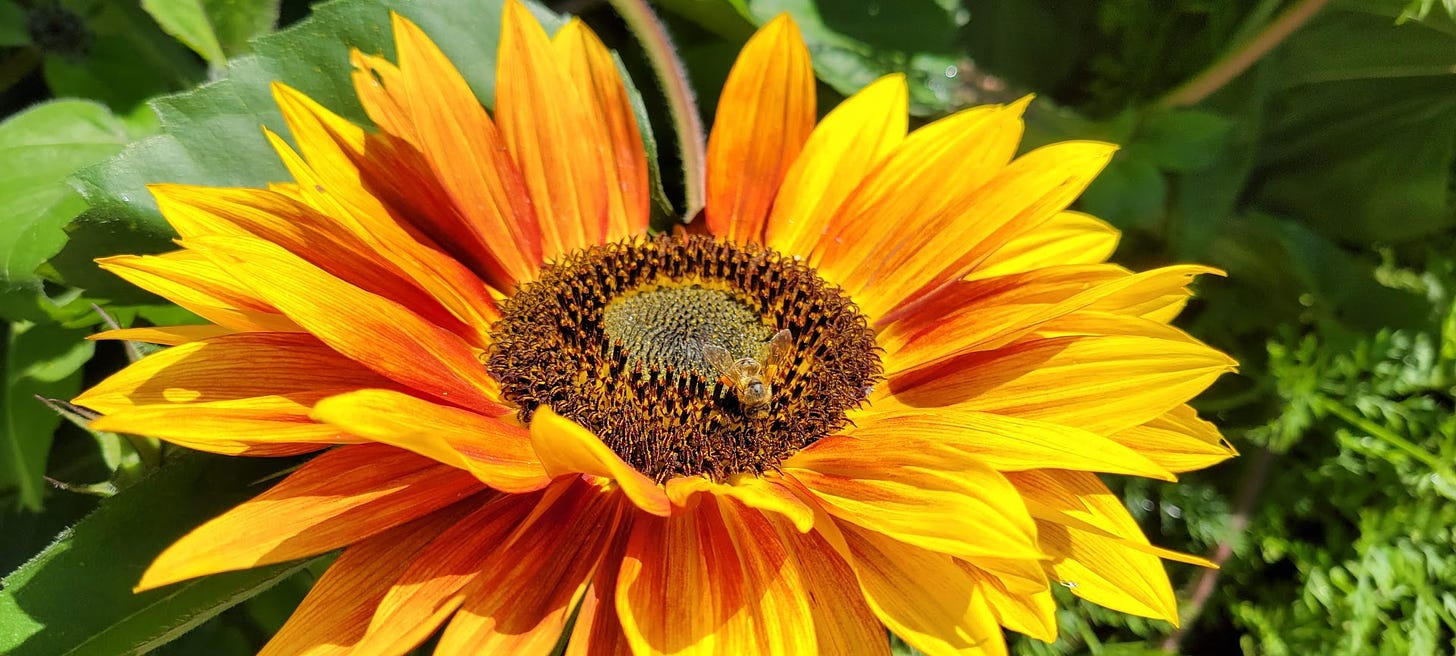 Bright yellow sunflower blossom with a bee in the center