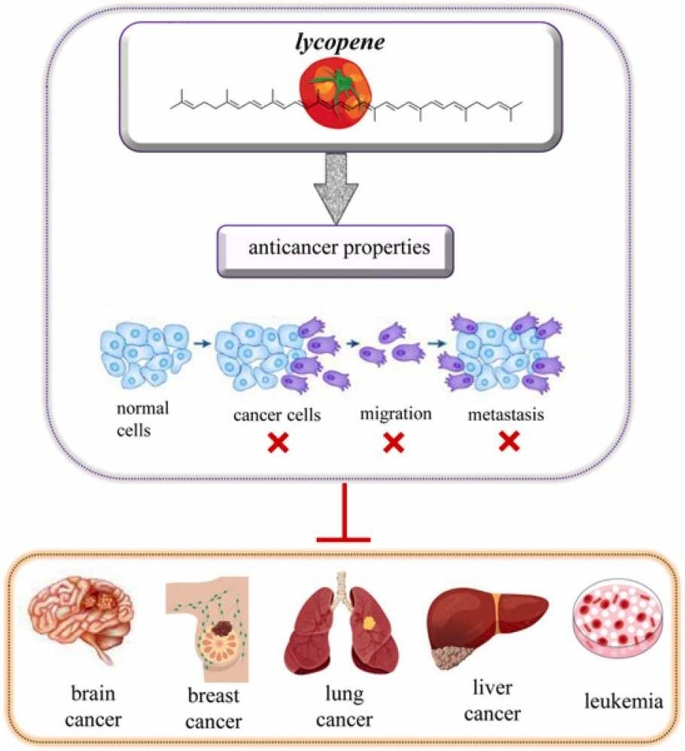 schematic showing how lycopenes in tomatoes affect cancer cells