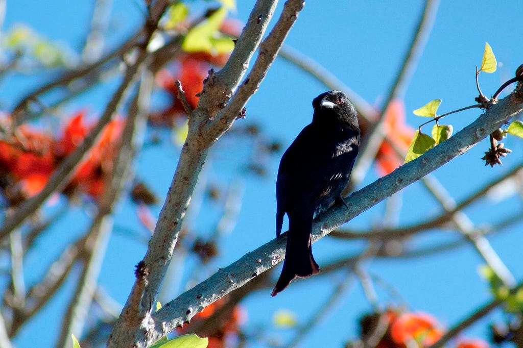 Fork-tailed Drongos are one of the best watchdogs of the natural world. They will attack any preditor - such as monkeys or snakes - with no fear whatsover