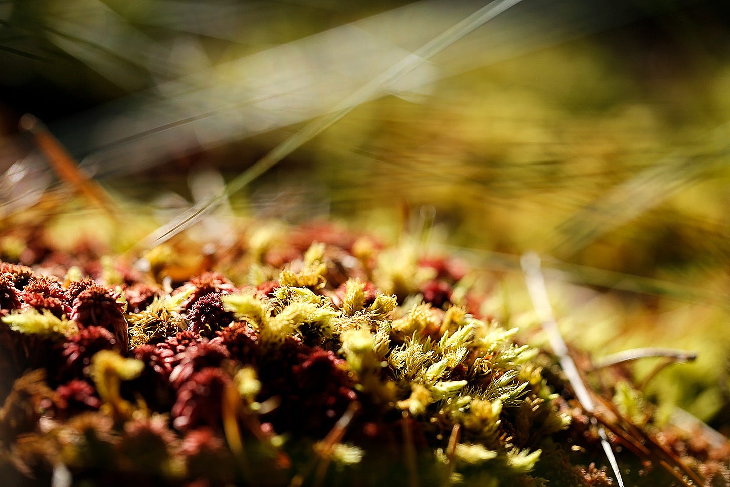 Sphagnum mosses in lowland raised bogs create a thick layer of peat over time which acts as a sponge, retaining water 