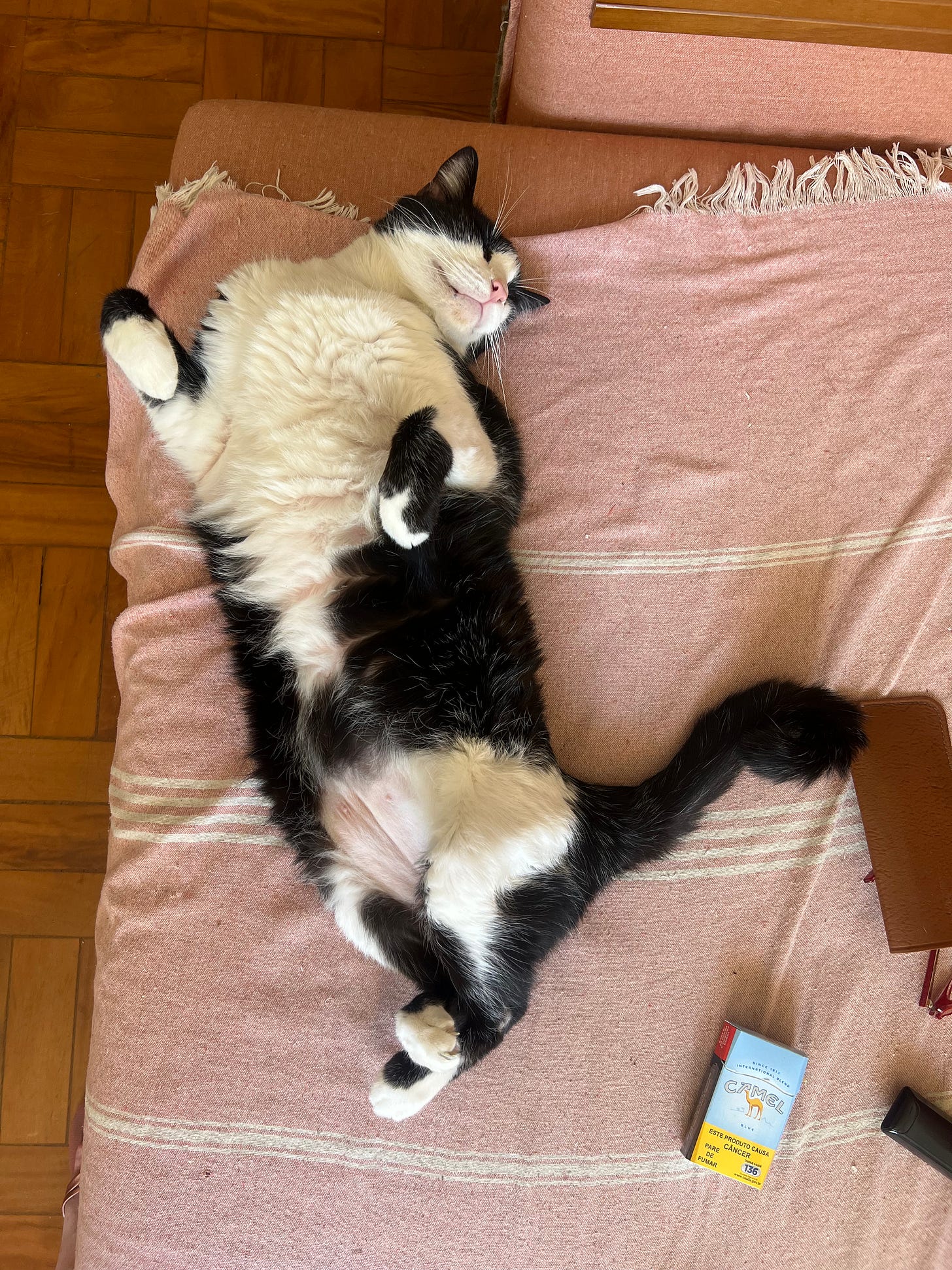 Foto tirada de cima: um gato frajola está deitado de barriga para cima enquanto dorme em cima de um sofá preto. Logo abaixo dele tem uma carteira de cigarro camelo azul