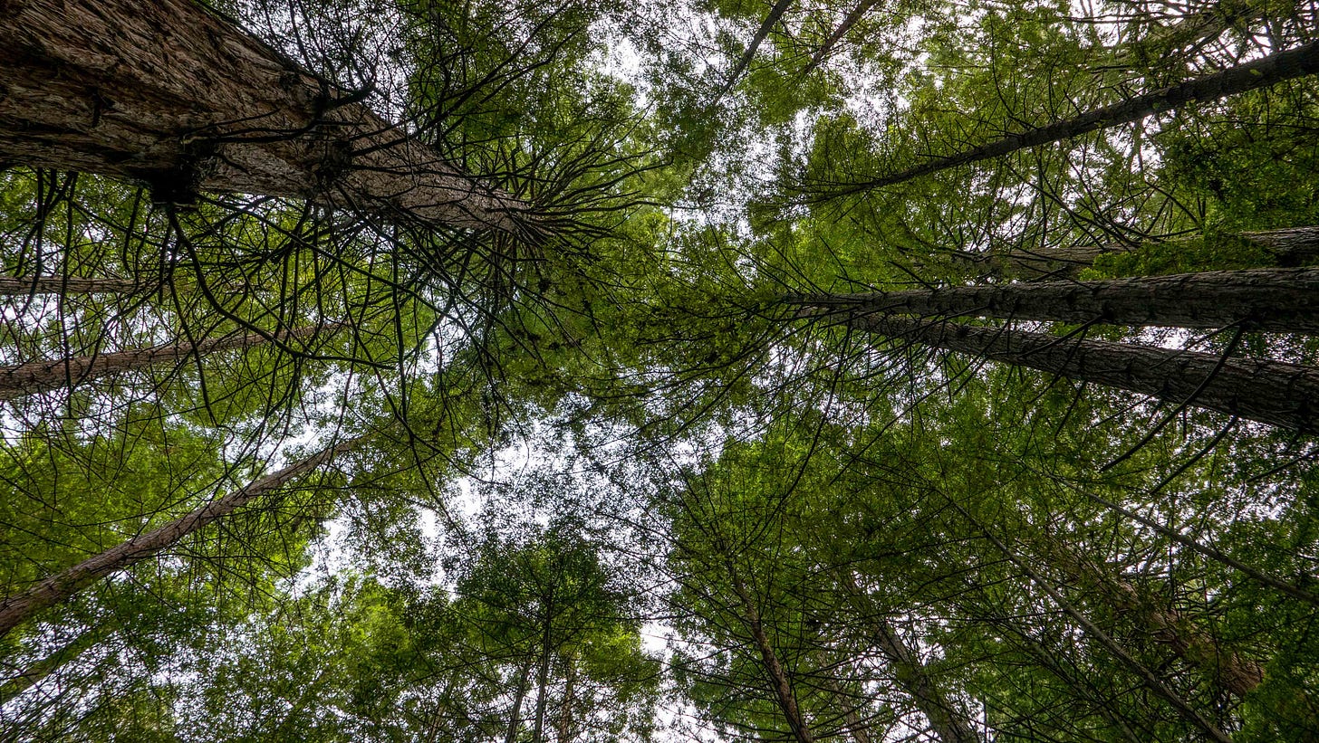 A view up into the Rotorua redwoods, with the tree trunks growing parallel but appearing to meet way above.