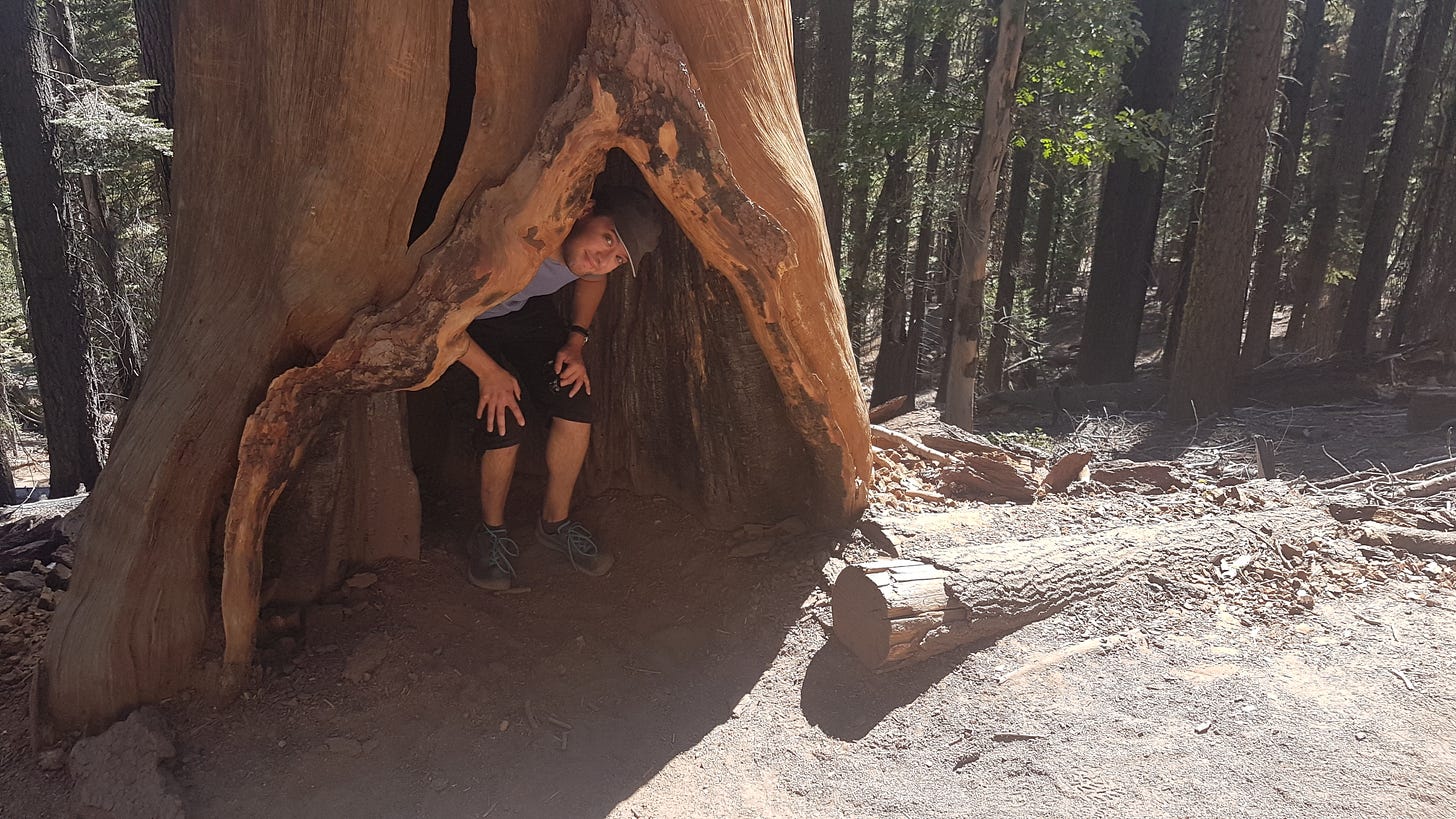 A redwood tree which has a hole in the side up to about chest high, the trunk hollowed out. I'm standing inside the trunk, ducking down to look out at the camera.