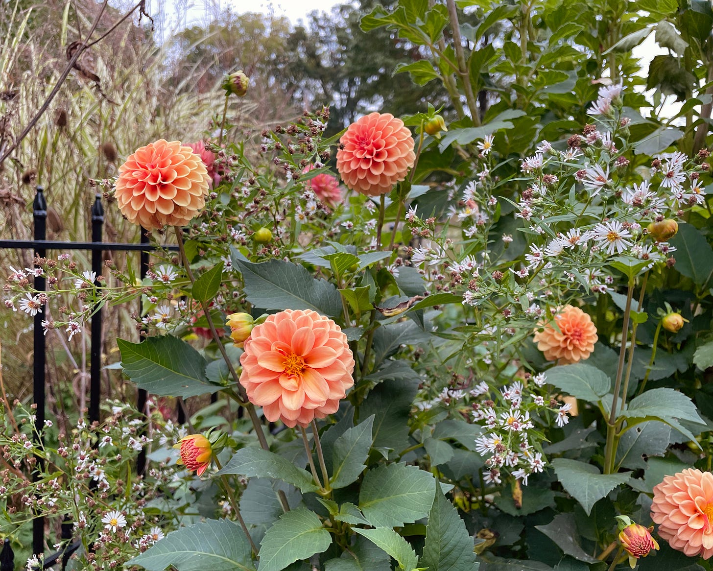 Dahlia ‘Rose Toscano’ in our Kitchen Garden this October.