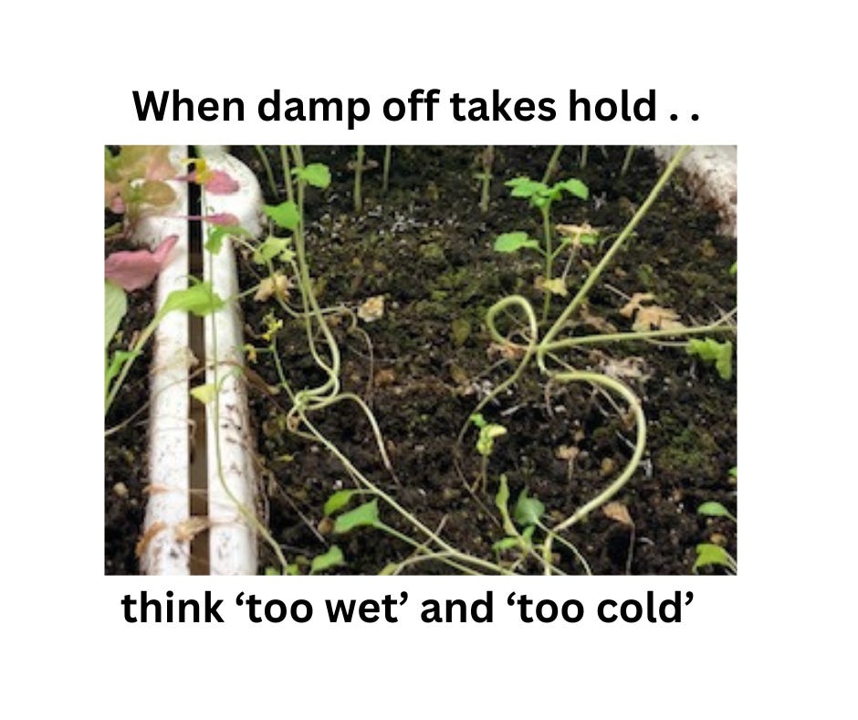 dying seedlings in a microgreen tray