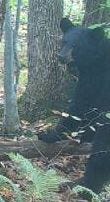 Black bear looking into game camera