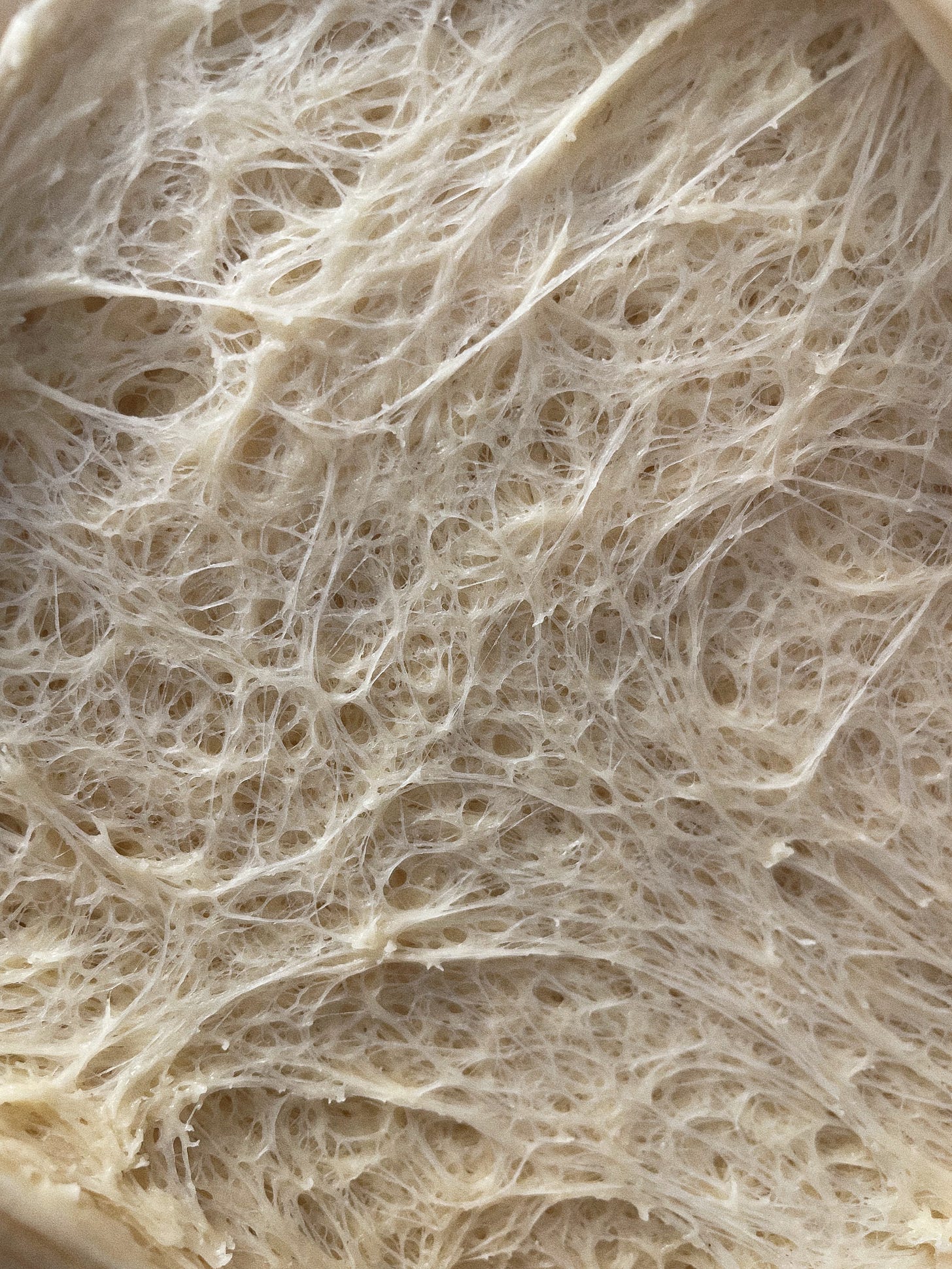 Image of interior gluten development of unbaked dough.