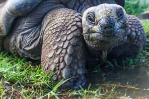 Giant tortoises are returning to Madagascar.