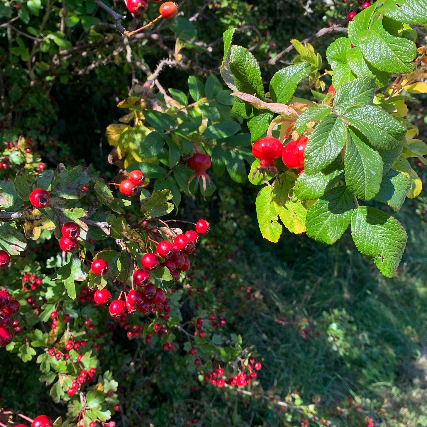 Glossy red hips and haws.