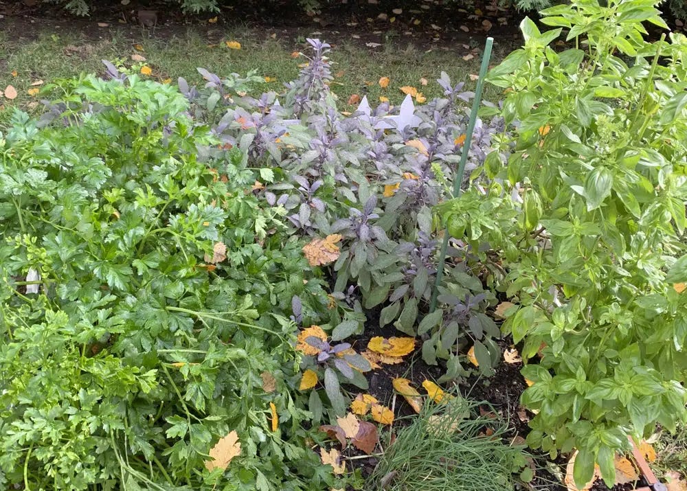 This Oct. 28, 2019, image provided by Jessica Damiano shows parsley, sage, basil and chives growing in a raised bed herb garden in Glen Head, N.Y. (Jessica Damiano via AP)