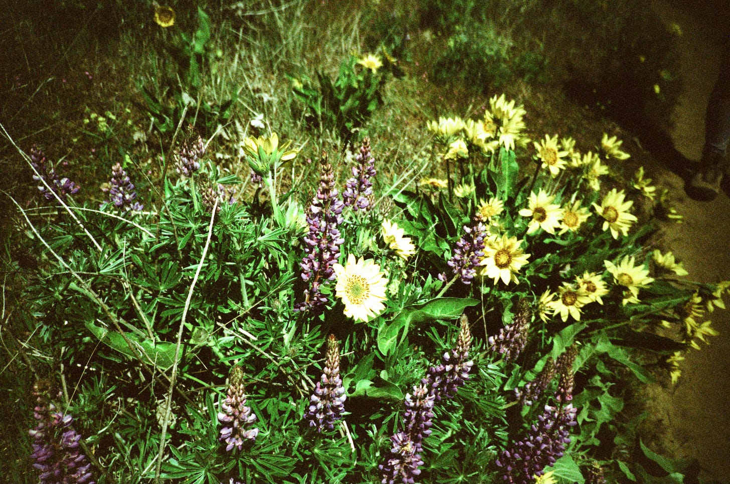 A bright photo of purple and yellow flowers.